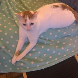 Meet your Posher, Jamie